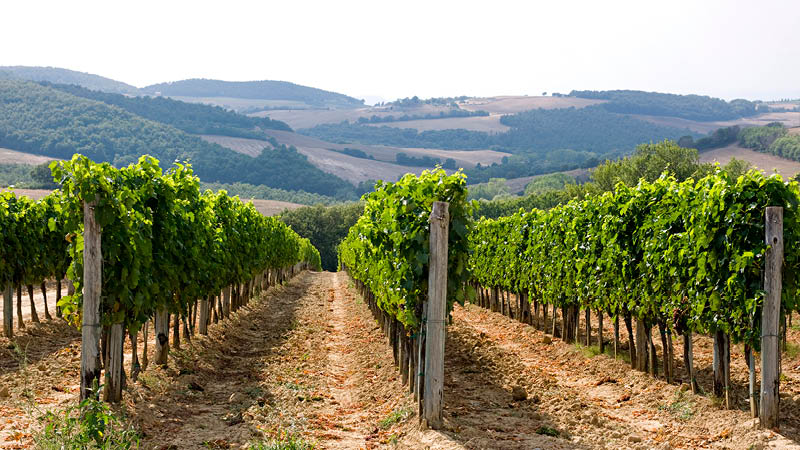 Besk p vingrd under vandringsresa till Italien.